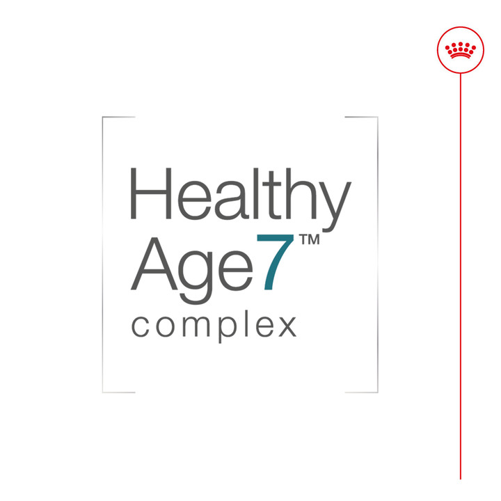 로얄캐닌 캣 에이징 11+ 4kg 관절 건강