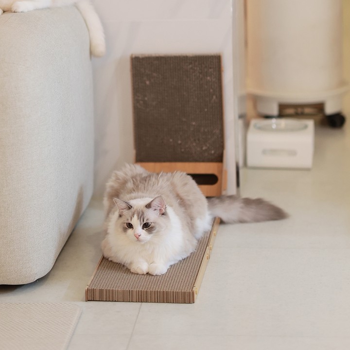 아토주 엘라인 수직 스크래쳐