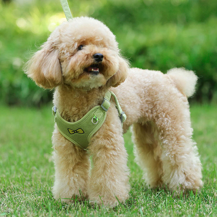 딩동펫 벨벳 리본 하네스 리드줄