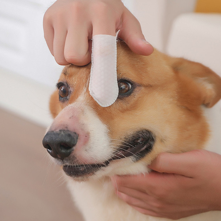 크레용펫 눈,귀,입 쓱싹 핑거 티슈 60매