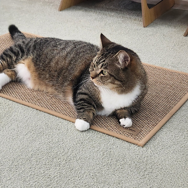 캣나인 이너무바 고양이 안식처 76x46cm