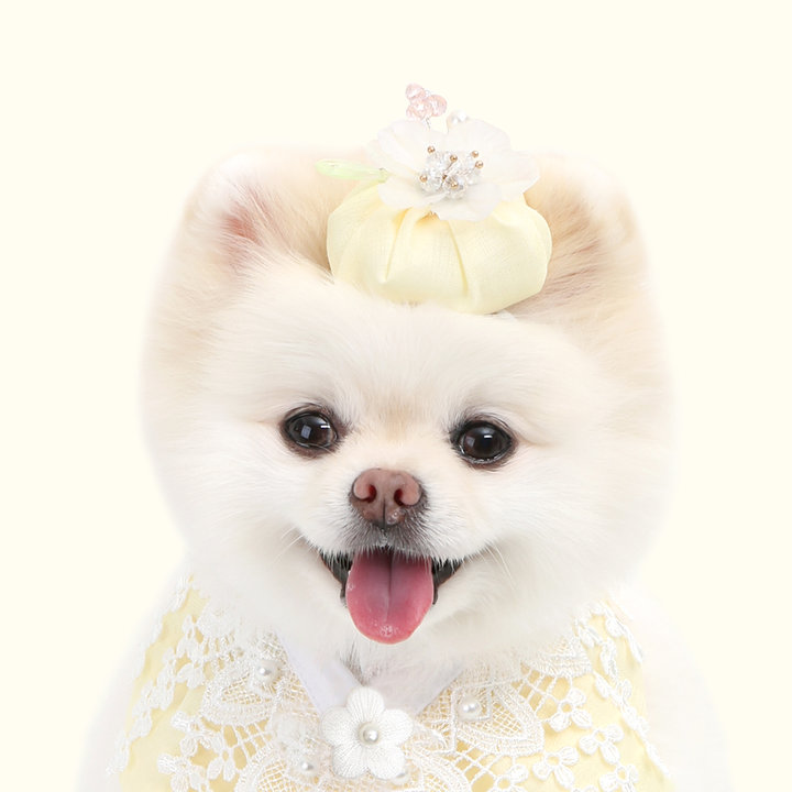 이츠독 나빌레라 배씨댕기 노랑