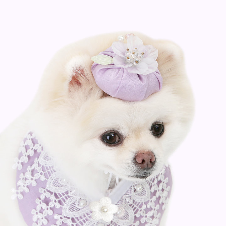 이츠독 나빌레라 배씨댕기 보라