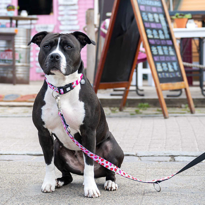 맥스앤몰리 스마트 ID 목줄 스트로베리