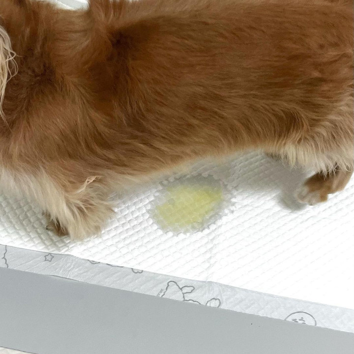 라인프렌즈 코코시루 쉬싹 배변패드 소형 50매