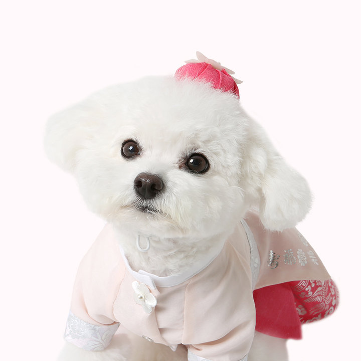 이츠독 은나래 배씨댕기