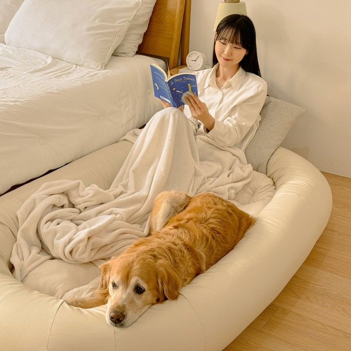 펫투데이 댕베드