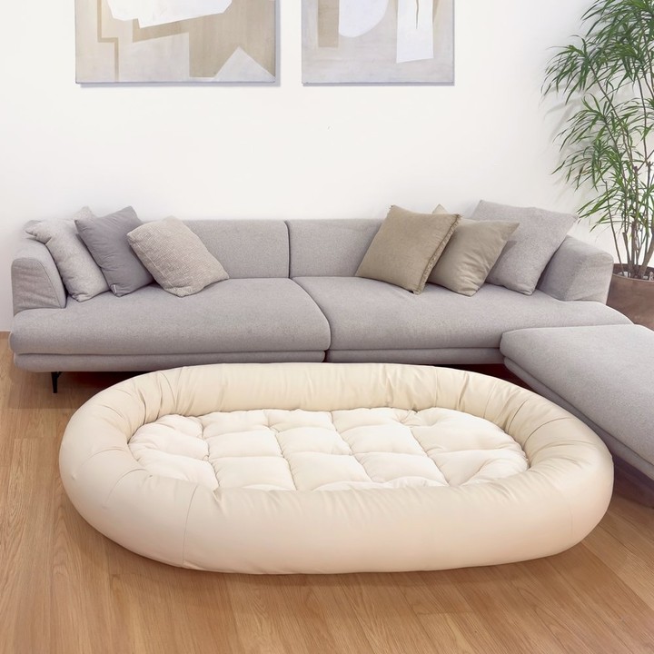 펫투데이 댕베드