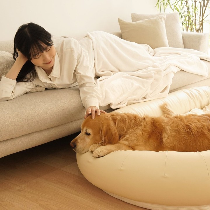 펫투데이 댕베드