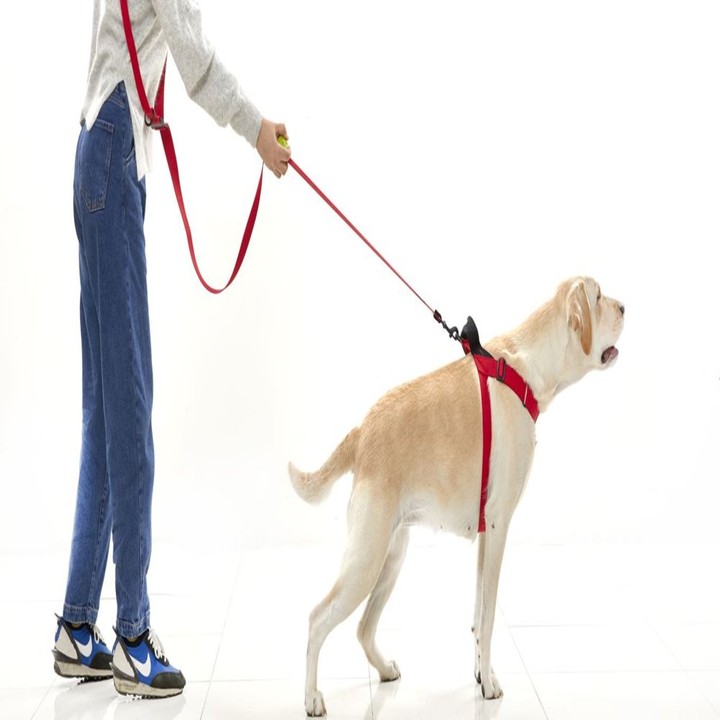 분독 리드줄 안전그립 분볼 소프트타입 레드