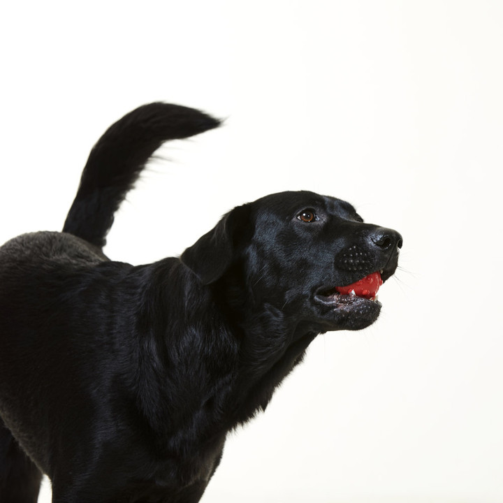 분독 리드줄 안전그립 분볼 소프트타입 레드