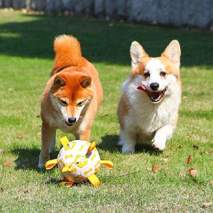 딩동펫 도그탭 축구공