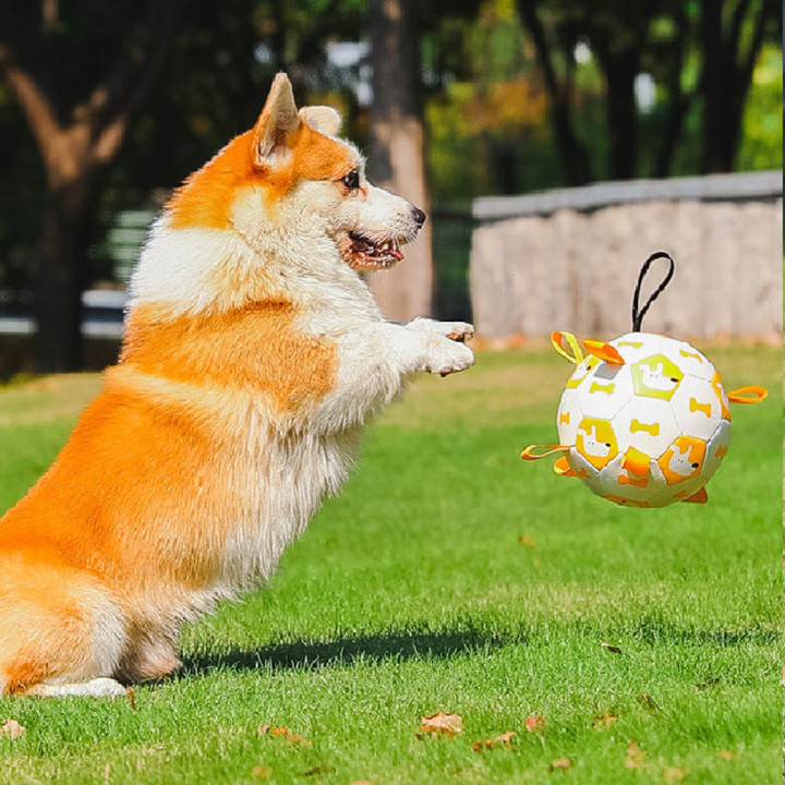 딩동펫 도그탭 축구공