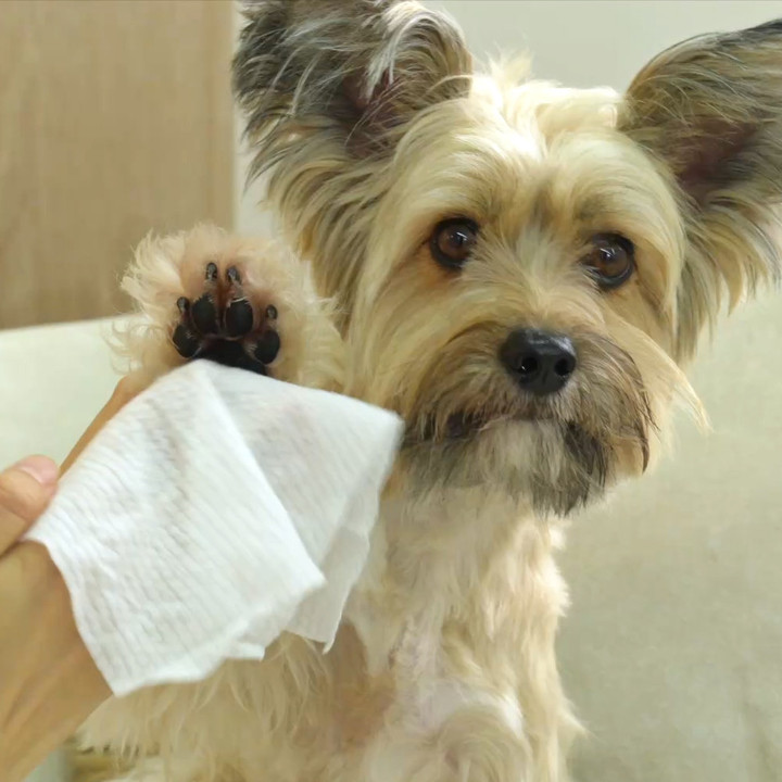 펫생각 데일리케얼 라비엔 퓨어 펫 티슈 6개입 (80매)