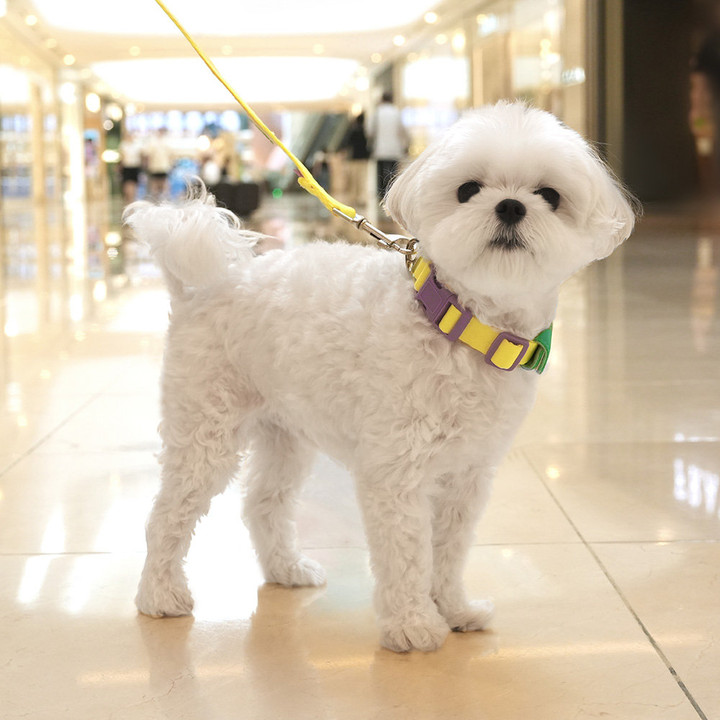 패리스독 컬러 웨빙 시리즈 옐로우