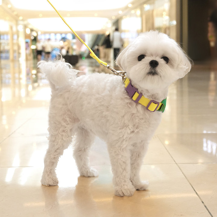 패리스독 컬러 웨빙 시리즈 옐로우