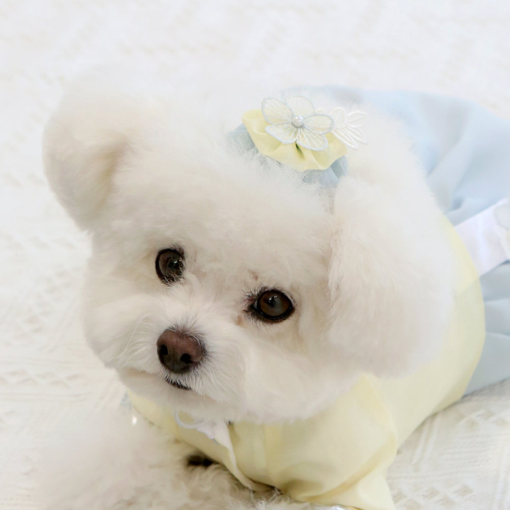 이츠독 세아 배씨댕기