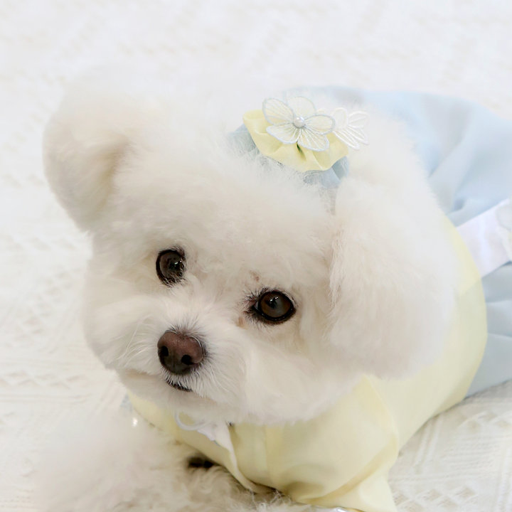 이츠독 세아 배씨댕기