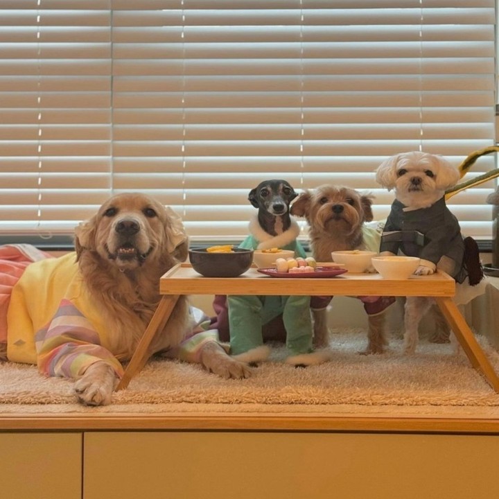 담무 강아지 추석 간식 선물 송편