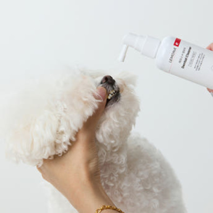 댕모어 레모나 귀염증&치석 관리 2종 세트