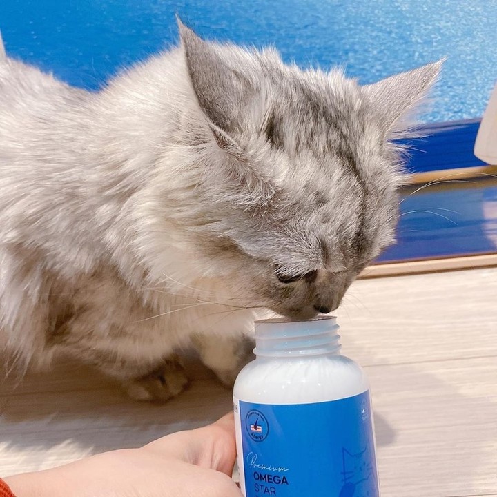 멍냥이랑 오메가스타 60정