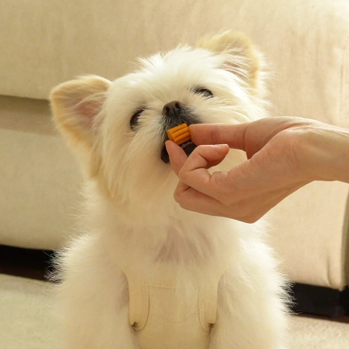 펫생각 데일리케얼 리얼 멀티비타민 31정